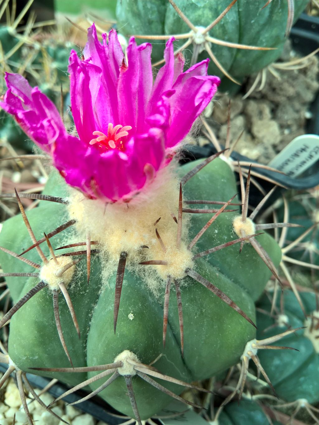 Echinocactus horizonthalonius Cuatrocienegas